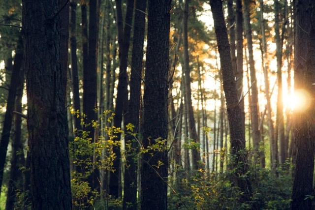Forest feature