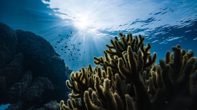 After many years the Great Barrier Reef ‘in danger’ listing shouldn’t come as a surprise.