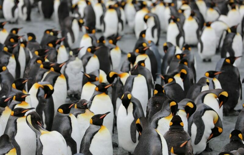 penguin