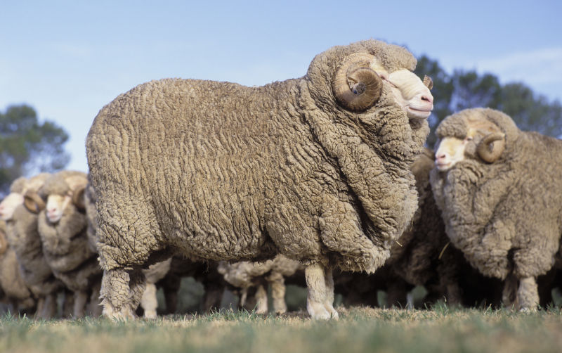 Integrity and complex systems: The rum rebellion or the shearers’ strike?