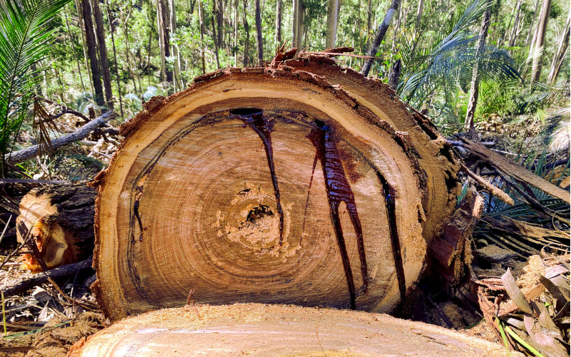 Australia’s greenhouse targets cannot be met without the conservation of native forest