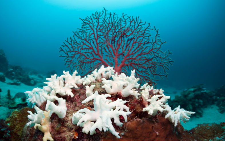 Fossil fuels blamed as 84% of world’s coral reefs hit by worst bleaching event ever recorded