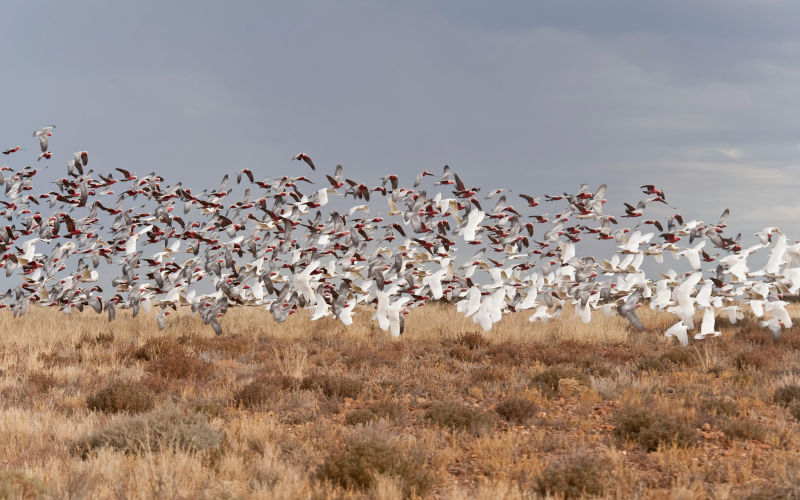 Galahs (Eolophus roseicapilla) and Little corellas (Cacatua sanguinea) feed on the seeds of the abundant grass fields of the outback, South Australia, Australia. Contributor: Nature Picture Library / Alamy Stock Photo Image ID: W7PM5J