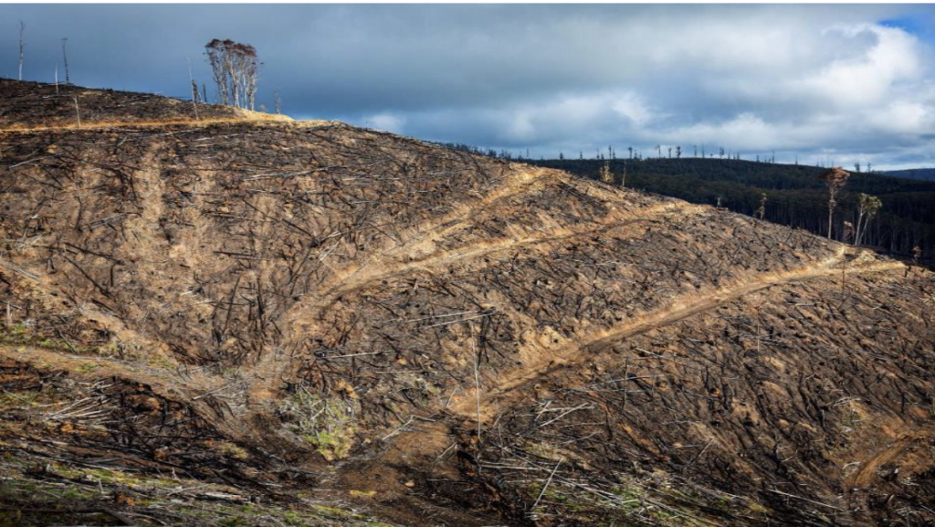 Extensive soil disturbance across a steep slope on Taungurung Country Image supplied/Chris Taylor