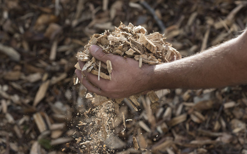 Burning wood for power Is a dangerous step backward