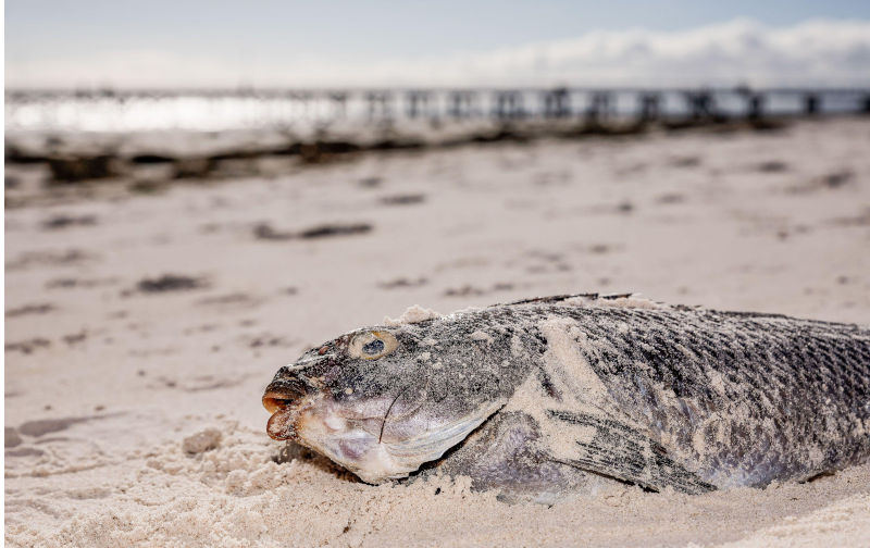 July 16, 2025, Semaphore beach, South Australia: Laying deserted above the high-tide mark, the remains of a Tailor (Pomatomus saltatrix) is one of hundreds of dead fish found on the metropolitan beaches of South Australia. A devastating algal bloom (Karenia mikimotoi) is currently affecting South Australia's metropolitan beaches, causing discoloured water and foam and impacting various marine wildlife. The most devastating impact has been on marine life, with widespread mortalities observed across a variety of species, including various fish, sharks, rays and a wide range of invertebrates. Contributor: Mark Willoughby. Image ID:3BWNCT1