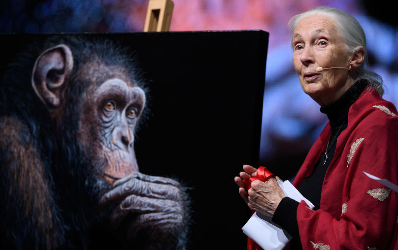 Munich, Germany. 21st June, 2019. The British behavioural researcher Jane Goodall stands next to a picture of a chimpanzee and gives her lecture "Reasons for Hope. Goodall is touring around the world with the lecture and wants to inspire people for their field of research. Credit: Sven Hoppe/dpa/Alamy Live News. Contributor:dpa picture alliance. Image ID:TWMP7R