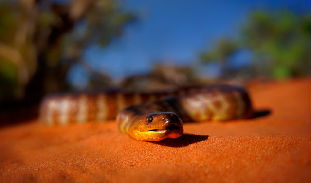 Woma python - Aspidites ramsayi also Ramsay's python, Sand python or Woma, snake on the sandy beach, endemic to Australia, brown and orange with darker striped markings and tongue. Image: iStock / Credit:phototrip