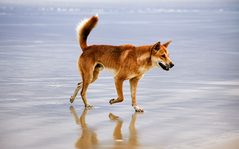 Dingo on sandy beach of isolated national park in Australian Queensland Fraser island (Kgari) Wild and free native australian animal. Image iStock zetter