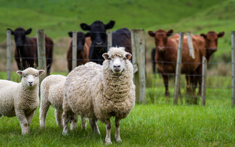 Sheep and cattle Image iStock heebyj