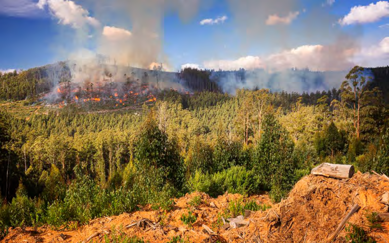his image illustrates the extensive disturbances that occur in wood production landscapes. There is a cut and regenerated stand in the foreground, a five to tenyear postlogged area in the middle ground, and a coupe subject to a regeneration burn in the background. Many of these landscapes support no stands of oldgrowth trees, and even isolated large old trees are extremely rare. Image Chris Taylor