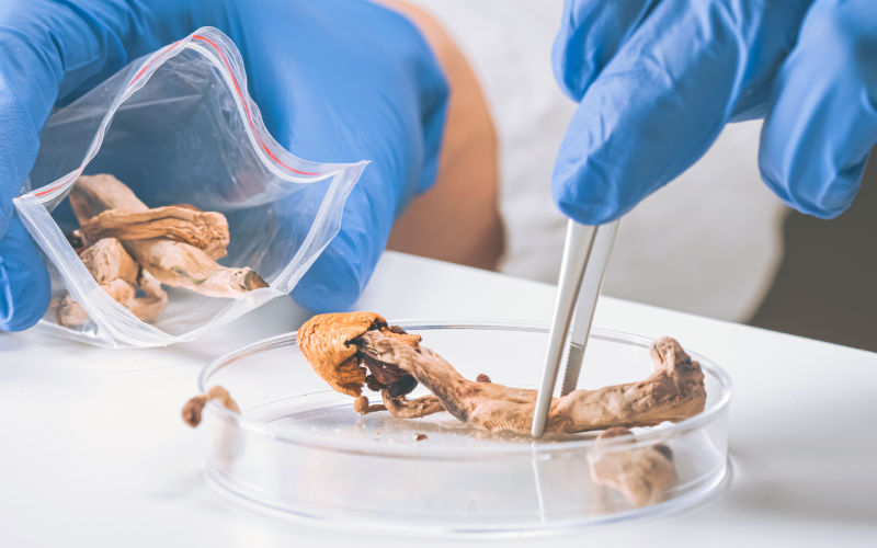 Tune in, turn on, and drop out: the case for legalising psychedelics is stronger than ever