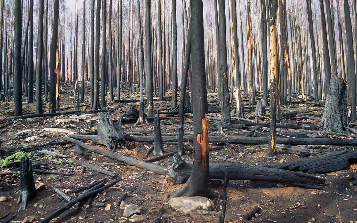 Burned young regrowth forest on Taungurung Country (Chris Taylor) This stand of young, logged forest had been thinned to produce pulpwood for paper manufacturing before it burned at very high severity in the 2009 wildfires. A series of studies has shown that the condition of a forest before a fire can have a marked effect on the severity of that fire. Stands regrowing after logging burn at greater severity than mature and oldgrowth stands. The increased risks of elevated fire severity last for 40 years after logging. This means that 40yearold forests, which can be over 50 metres tall, can be subject to fires with a flame height of 60 metres or more.