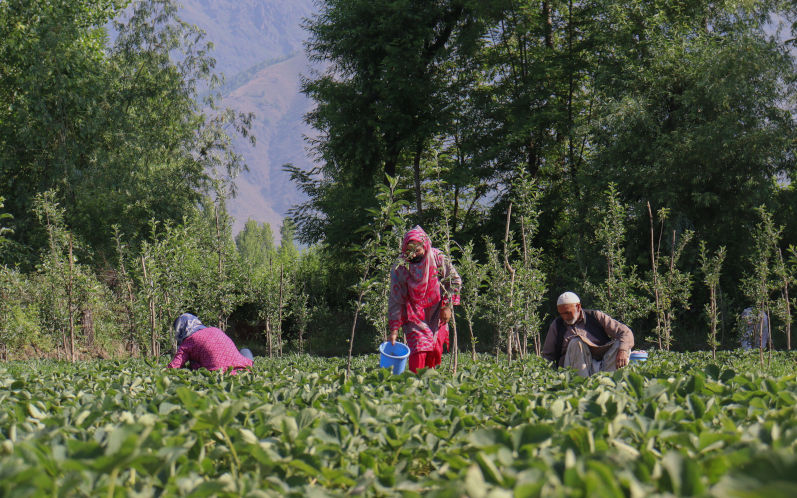 Villagers in Gassu, Kashmir, pick ripe strawberries during the peak harvest season. Image iStock Muazam Mohi ud din
