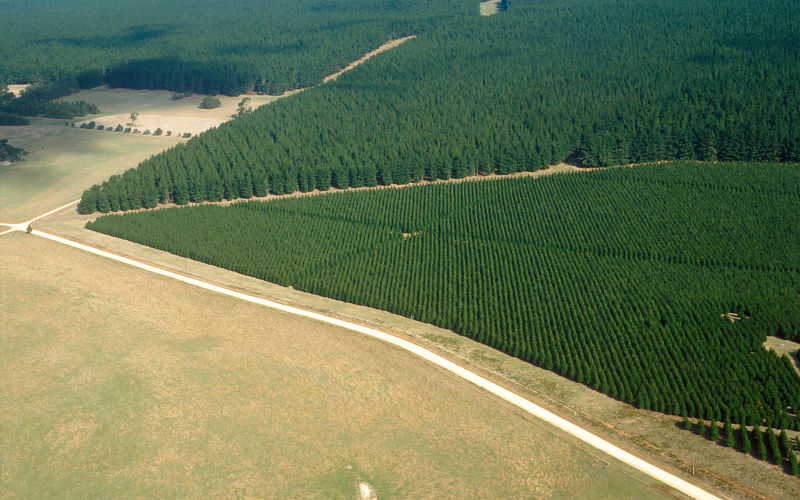 Aerial view of Pinus Radiata plantations near Mt Gambier, SA. 1993. Source CSIRO