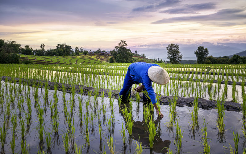 Farmers farming on rice terraces. Ban Pa Bong Piang Northern region in Mae Chaem District Chiangmai Province. Image iStock Thirawatana Phaisalratana