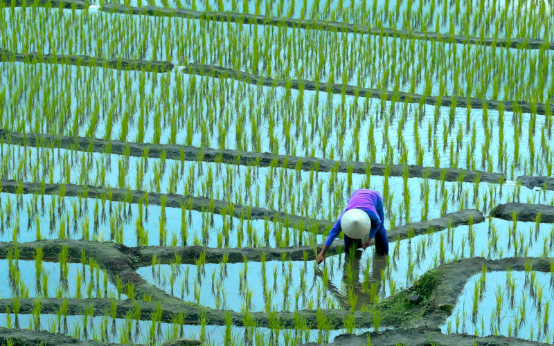 One person in traditional clothing bends over to plant rice seedlings in a flooded terraced paddy field Image iStock MRMENG