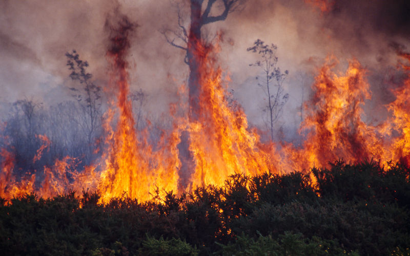 Wild bushfire burning out of control in native bushland in Tasmania, Australia Image iStock slovegrove