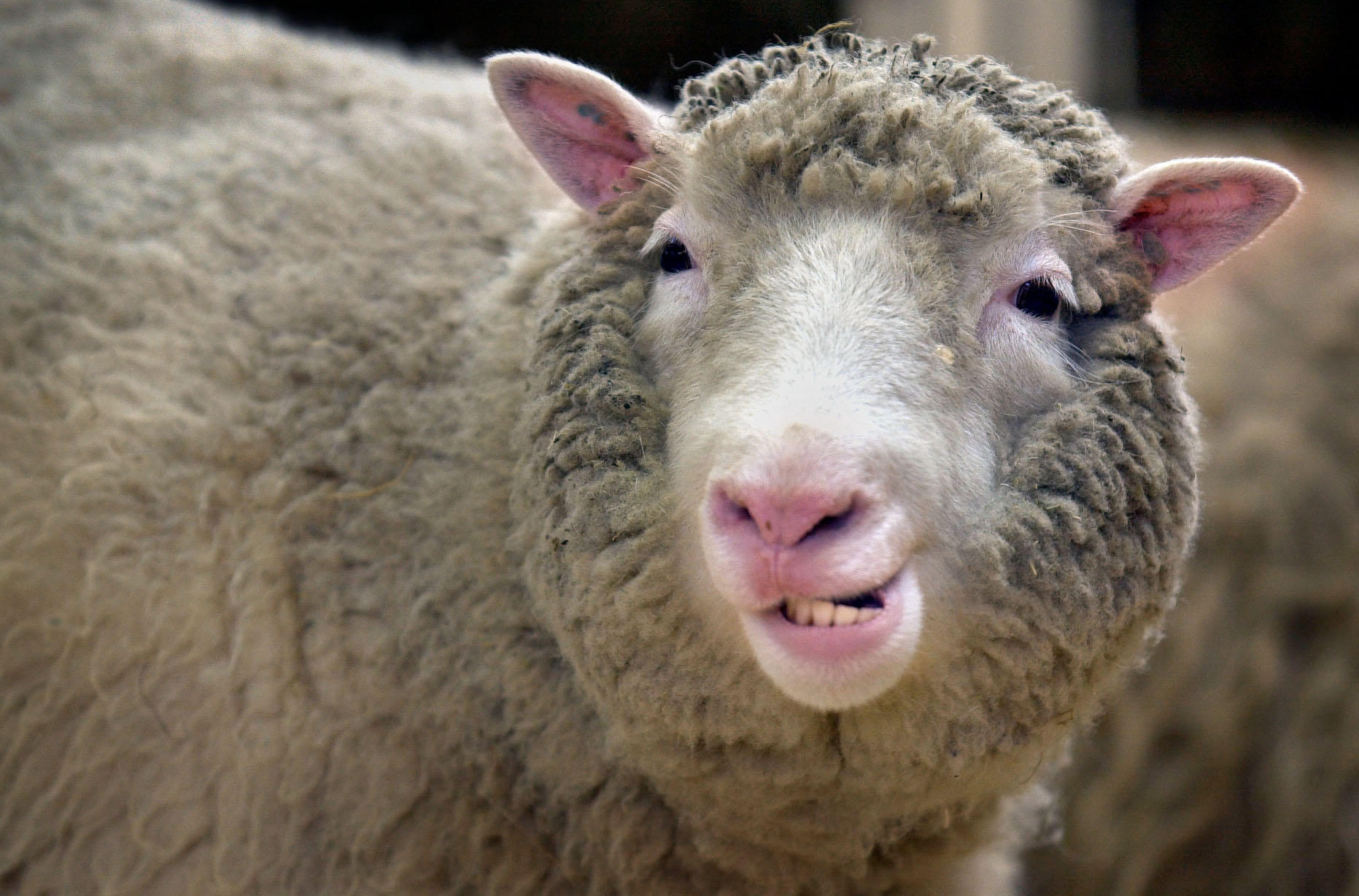 Dolly the sheep makes an appearance for the media at the Roslin Institute near Edinburgh after it was revealed that she is suffering from arthritis in her rear left leg. Professor Ian Wilmut, head of the team which cloned Dolly, said the discovery of Dollys condition was a disappointment. ... but said it was further proof that more research was needed into cloning techniques. Image Alamy PA images Image ID G5MJ31