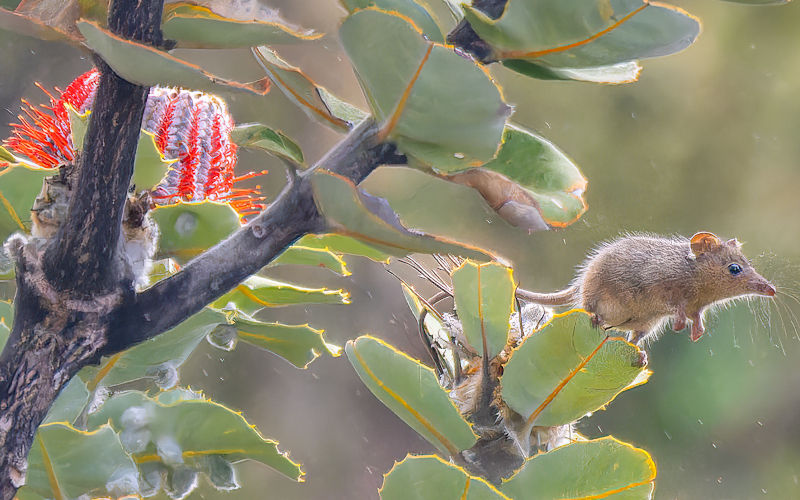 Prescribed burning's impact on biodiversity