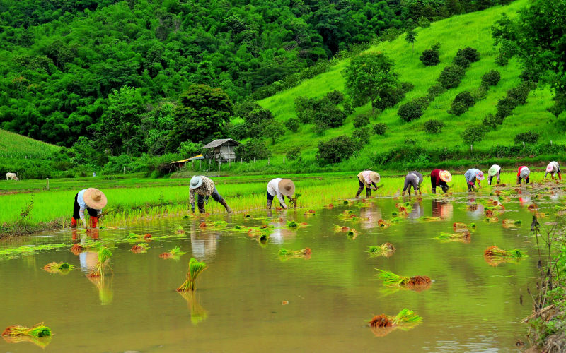 Rice cultivation in Thailand Riceplanting season Chiang Rai, Northern Thailand Image Eugene Tang Alamy Image ID DFR63K
