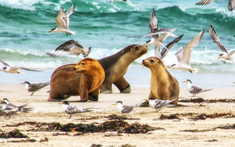 Australian Sea Lion (Neophoca cinerea) in their natural habitat Image iStock atosa
