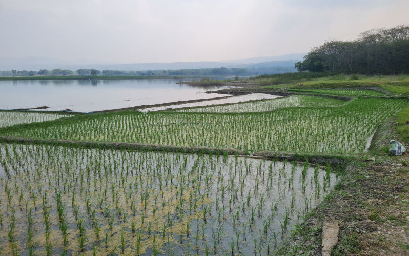 The coming Super El Niño could push a hotter world towards food crisis