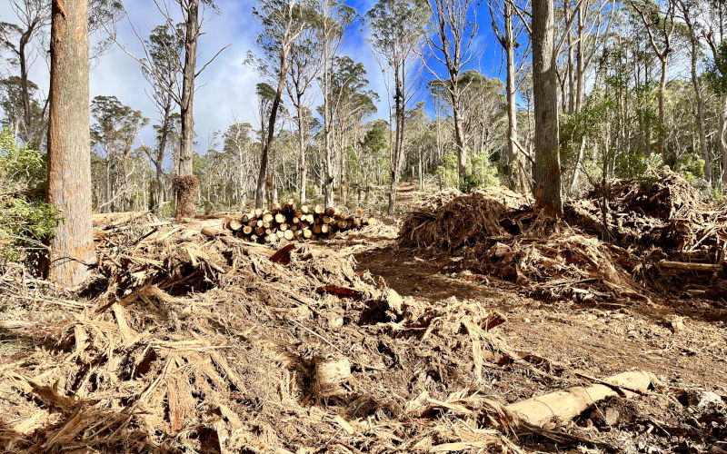 Tallaganda State Forest unlogged Image Courtney Bright