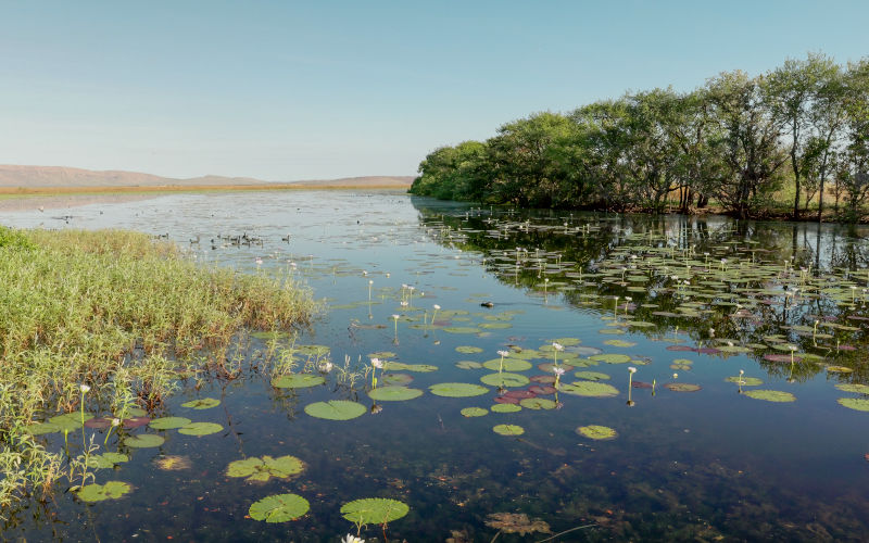 Early morning dry season wide angle view of marlgu billabong near wyndham in the Kimberley region of Western Australia Image iStock crbellette