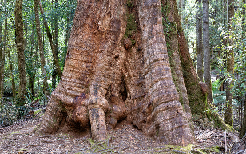 Mount Field National Park, Tasmania, the enormous trunk of the Swamp Gum (Eucalyptus regnans), a species of very tall forest straight trunked tree with smooth grey bark and rough brown bark at the base. Image iStock slovegrove
