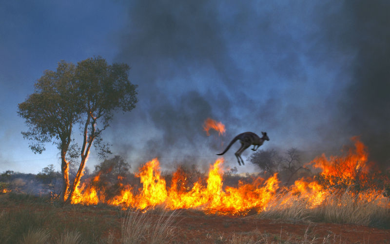 Australia. Bush fire, kangaroo jumping over line of fire. Image iStock AscentXmedia