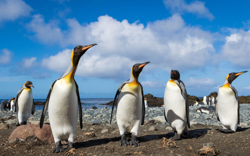 Several King penguins wander on the beach, curious about the human visitors, at Macquarie Island, an Australian Antarctic Territory, on a sunny day. Image iStock Credit Samuel Bloch