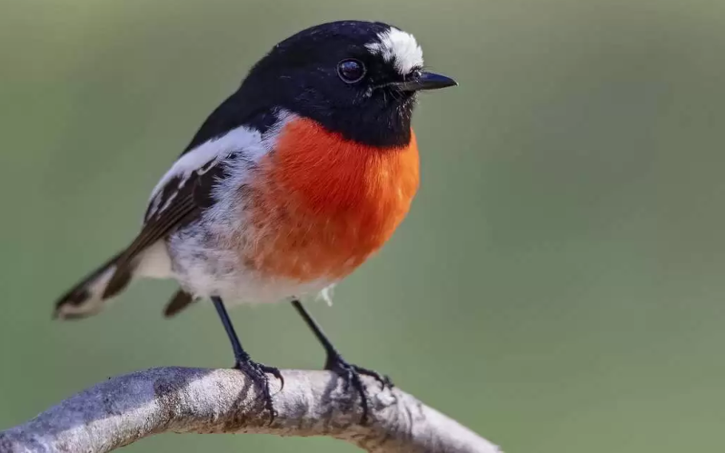 A Scarlet Robin recorded in longterm bird surveys at Nanangroe, NSW, where remnant woodland patches were retained inside a pine plantation. Photo Sustainable Farms