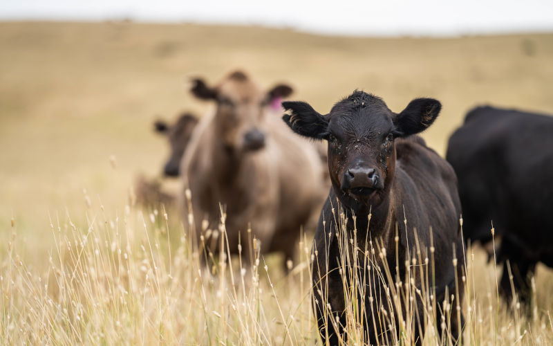 Cattle in Australia eating grass, grazing on pasture. Herd of cows free range beef being regenerative raised on an agricultural farm. Image iStock William Edge