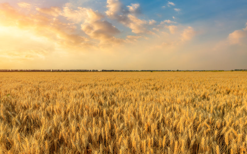 Expansive wheat fields a China farm. Image iStock zhaojiankang