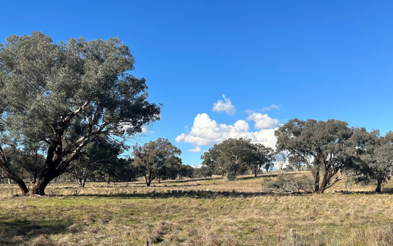 Australia’s ‘useless’ paddock trees are anything but