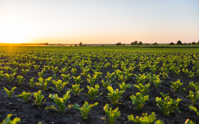 Young sugar beet plants growing in fertile soil, fields stretching into the distance under a golden sunset, symbolizing sustainable agriculture and organic farming practices. Image iStock Volodymyr Shtun