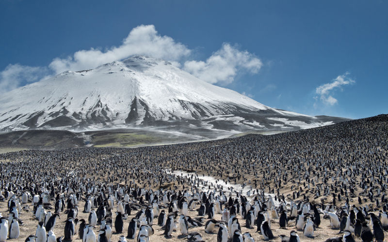 Huge colony of penguins with snowy mountain and blue sky in background, Zavodovski Island, Antarctica. Image iStock mzphoto11